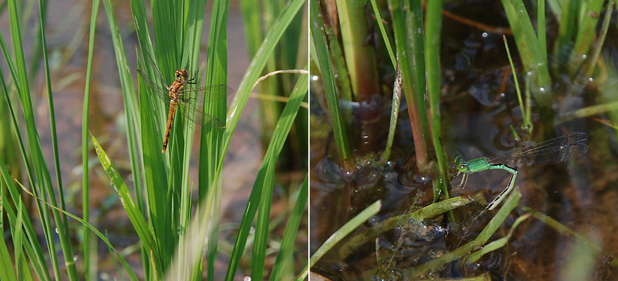 Sympetrum frequens and Mortonagrion selenion