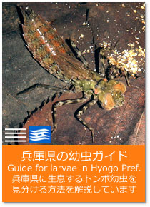 Ɍ̗cKCh Guide for larvae in Hyogo Pref.