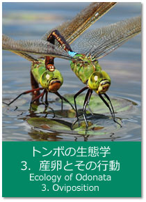 g{̐Ԋw 3.YƂ̍s Ecology of Odonata : 3. Oviposition
