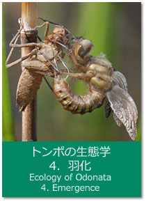g{̐Ԋw 4.H Ecology of Odonata : 4. Emergence