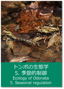 g{̐Ԋw 5.GߓI Ecology of Odonata : 5. Seasonal regulation