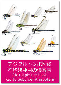 fW^g{}Ӂ|sڂ̌ Digital picture book : Key to Suborder Anisoptera