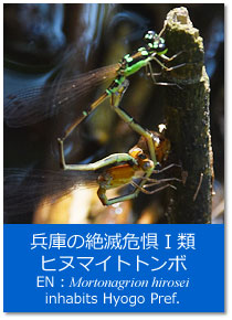 gsbNXFɂ̐Ŋ뜜hރqk}Cgg{ Topics : Mortonagrion hirosei inhabits in Hyogo Pref.