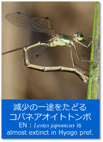 gsbNXF̈rǂRolAICgg{ Topics : Lestes japonicus is almost extinct in Hyogo Pref.
