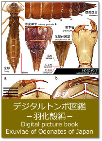 fW^g{}Ӂ|Hk Digital picture book : Exuviae of odonates of Japan