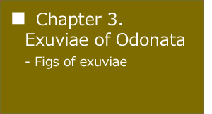 Exuviae and Larvae