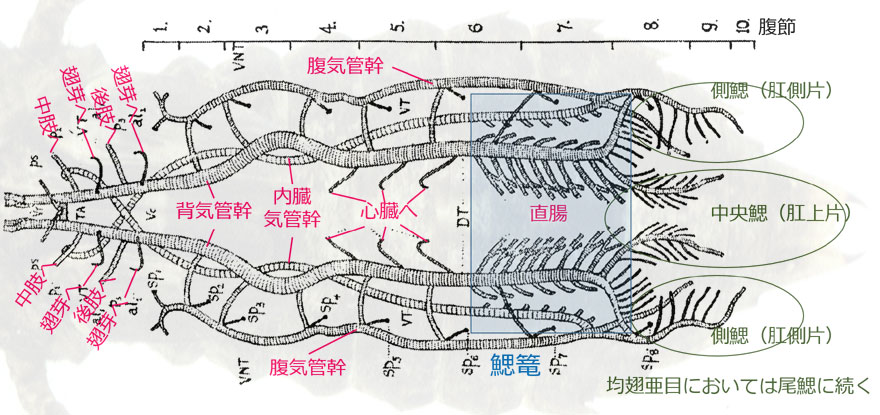 �c���̋C�ǌn