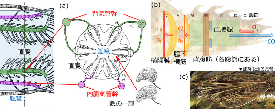 �c���̋C�ǌn�ƌċz�^��