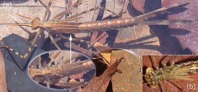 �~���}�J���g���{�����肪�J��