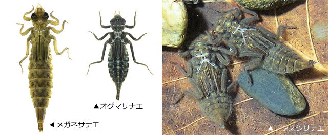 ���K�l�T�i�G���ƃR�T�i�G���̗c��