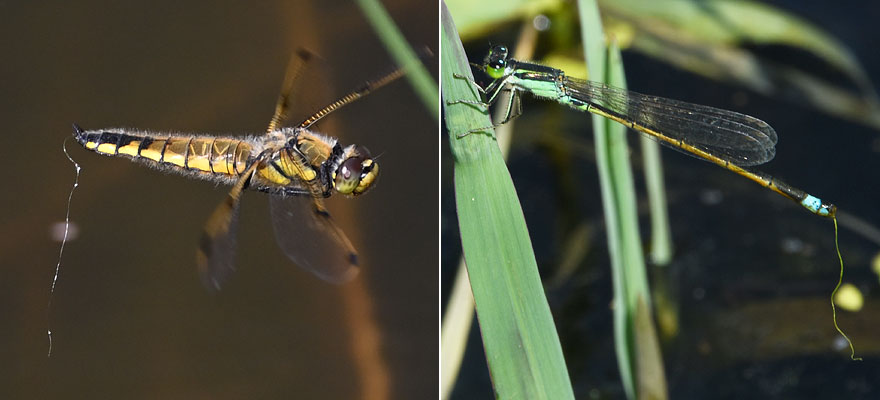 �n���K�l���V�Ɋ񐶂��ꂽ�g���{����