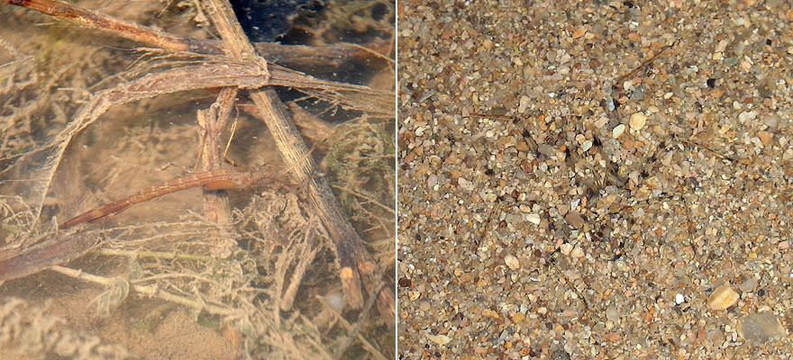 �A�I�n�_�g���{�̗c���ƃL�C�����}�g���{�̗c���̉B���I�[��