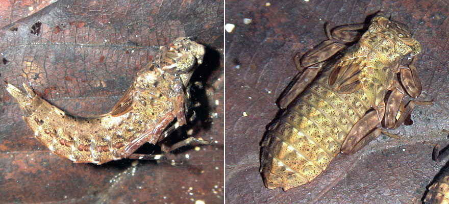 �R�V�{�\�����}�ƃ��J�V�g���{�̋[��(�s������)