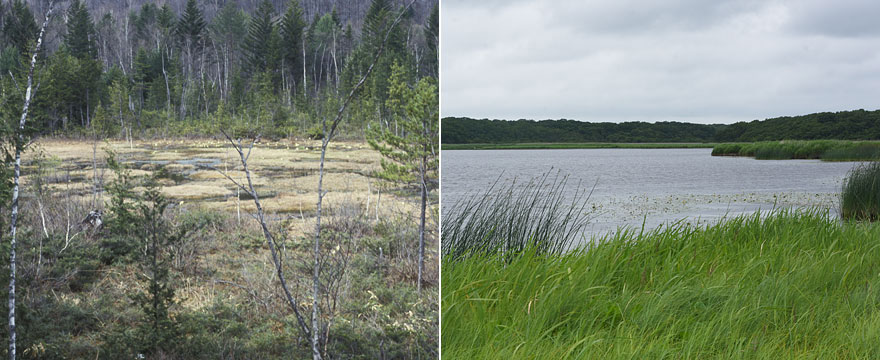 �J�I�W���g���{�̐������鐅��i�ς̈Ⴂ