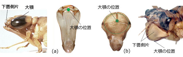 ��̉��O�O��߂����M�������}�ƃX�v�[����̉��O�O��߂����g���t�g���{