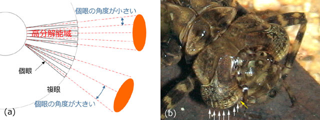 ��̊p�x�ƍ�����\��̐�������э����X�W�ɂȂ��Č�����[���E