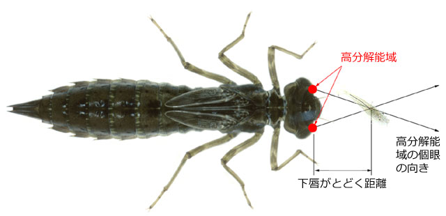 �a�̕��Ɍ������Ē�ʂ�������\��ŉa�Ƃ̋����𑪂�