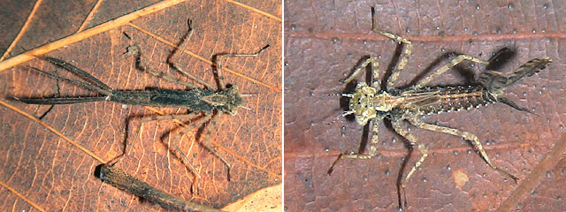 ���m�T�V�g���{�c���ƃO���o�C�g���{�c��