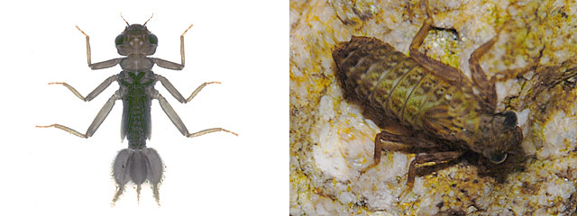 �R�i�J�n�O���g���{�c���ƃ��J�V�g���{�c��