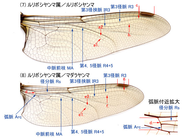 図６．ルリボシヤンマ♂とマダラヤンマ♂の後翅翅脈．