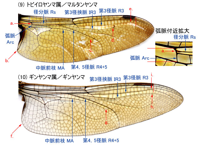 図７．マルタンヤンマ♂とギンヤンマ♂の後翅翅脈 ．