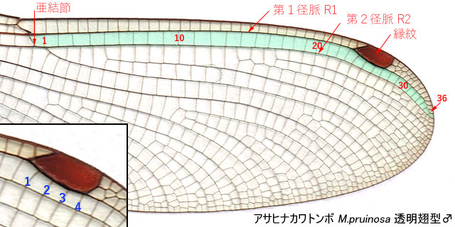 図５．アサヒナカワトンボ透明翅型オスの結節より外側の翅脈．