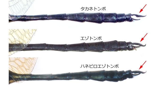 兵庫県に産するエゾトンボ属3種♂の尾部付属器の比較