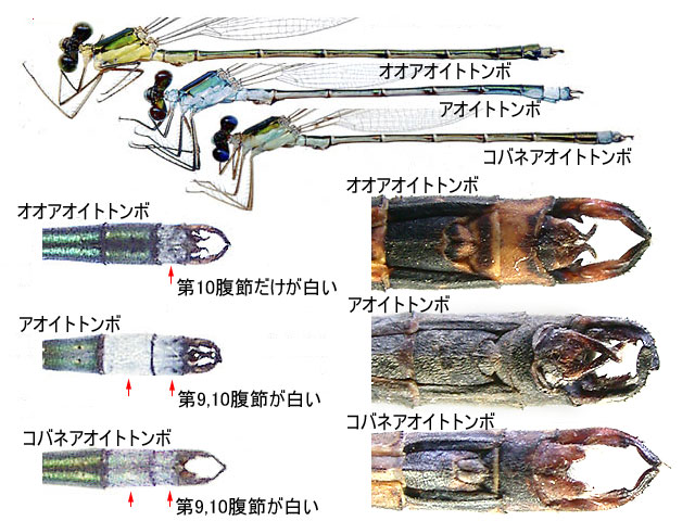 図１．本州以南に分布するアオイトトンボ属3種の♂の比較．