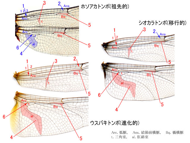 図１．日本産トンボを使った祖先的な形質と進化的な形質の比較．