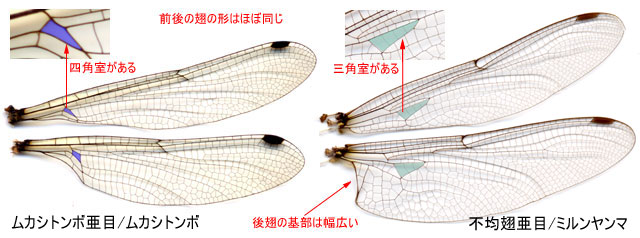 図２．ムカシトンボ科とその他の不均翅亜目の検索．