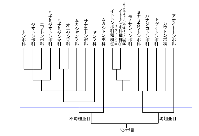 図５．DNA を使った日本産トンボの科の分子系統樹．