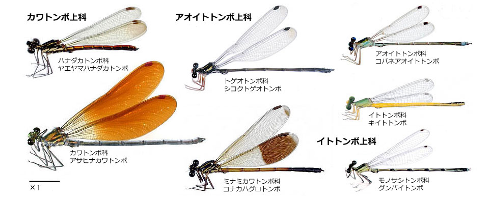 図１．日本産均翅亜目各科の代表的なトンボたち．