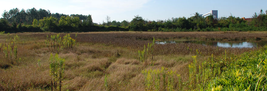 広大な湿地帯