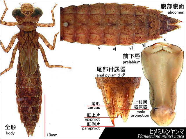 ヒメミルンヤンマの終齢幼虫の図