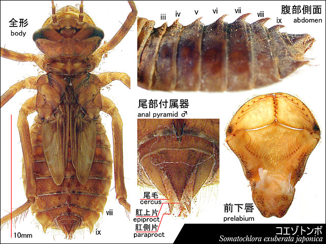 コエゾトンボの幼虫の図