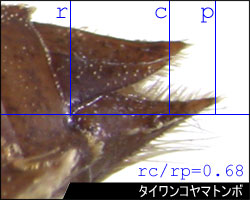 尾毛と肛側片の長さの比の図