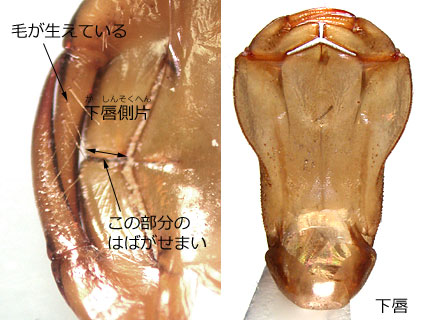 マルタンヤンマの下唇側片