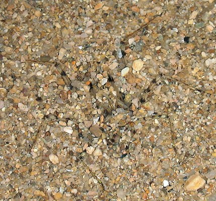 キイロヤマトンボが砂にもぐったところ