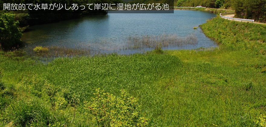 開放的で水草が少しあって岸辺のなだらかな池