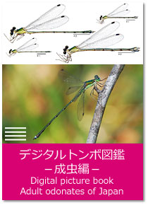 デジタルトンボ図鑑−成虫編 Digital picture book : Adult Odonates of Japan