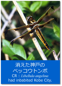 トピックス：消えた神戸のベッコウトンボ Topics : Libellula angelina had inhabited Kobe City