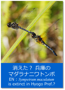 トピックス：消えた？兵庫のマダラナニワトンボ Topics : Sympetrum maculatum is extinct in Hyogo Pref.?