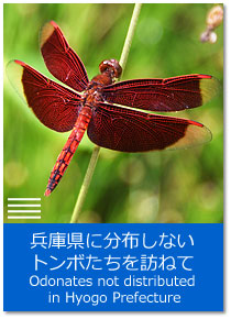 ɌɕzȂg{K˂ Topics : Dragonflies not distributed in Hyogo Prefecture