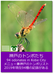 神戸のトンボたち 94 odonates in Kobe City